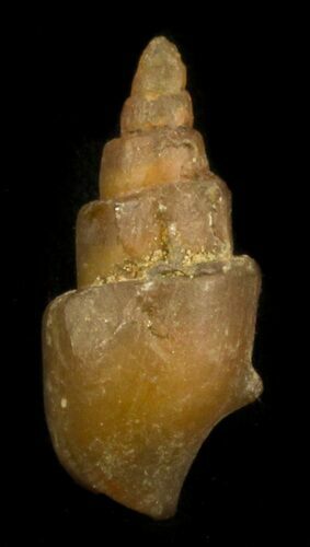 Agatized Fossil Gastropod From Morocco - #30277